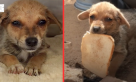 Poor puppy crying when given bread