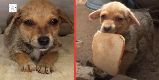 Read more about the article Poor puppy crying when given bread