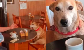 A dog adopted from a coffee shop sits next to customers every day, trying to accompany them