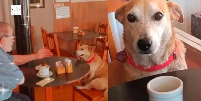 Read more about the article A dog adopted from a coffee shop sits next to customers every day, trying to accompany them