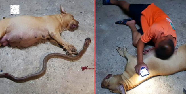 Read more about the article Pregnant pitbull sacrifices ‘kids’ to protect owner’s daughter