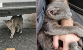 A kitten follows a shrill person in a parking lot and begs to be adopted.
