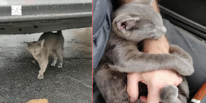 Read more about the article A kitten follows a shrill person in a parking lot and begs to be adopted.