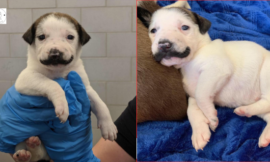 This Rescue Dog Was Born With The Cutest Handlebar Mustache