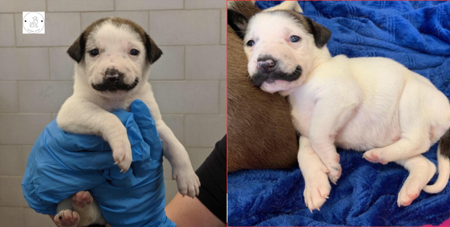 Read more about the article This Rescue Dog Was Born With The Cutest Handlebar Mustache