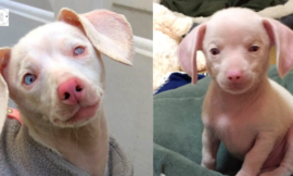 Pink puppy Piglet is blind and deaf, but he inspires children every day.