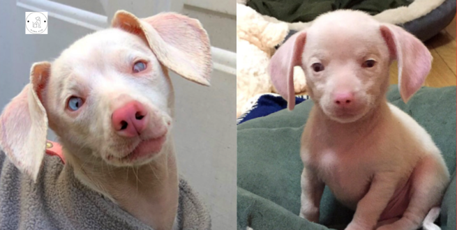Read more about the article Pink puppy Piglet is blind and deaf, but he inspires children every day.