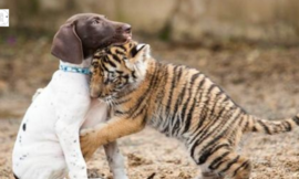 Mother’s tiger cub Rᴇᴊᴇᴄᴛᴇᴅ finds best friend among puppies