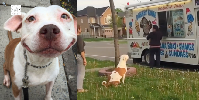 Read more about the article Pitbull patiently waiting in line to buy ice cream