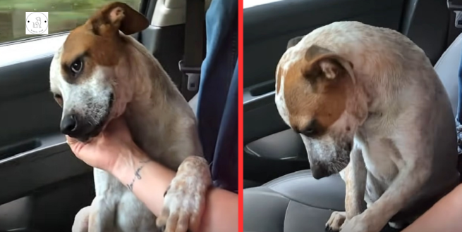 Mother cries after her newly adopted rescue dog shows her gratitude on the way home
