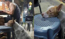 A hungry dog ​​rests its head on a chair in a restaurant. waiting for him to be fed