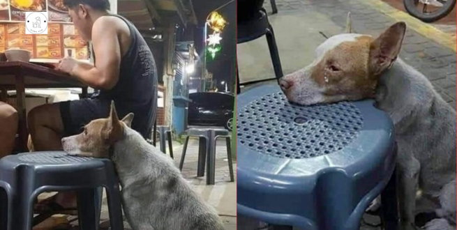 Read more about the article A hungry dog ​​rests its head on a chair in a restaurant. waiting for him to be fed