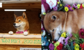The Last Goodbye To The Puppy Who Worked Alone In A Sweet Potato Shop, Serving Customers