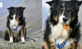 Mountain Dog has won awards for over 200 rescues in 11 years of service.