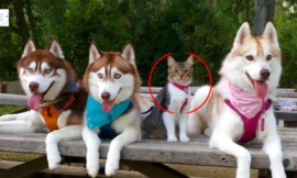Raised as a husky, this cat now sees himself as a big, brave dog.