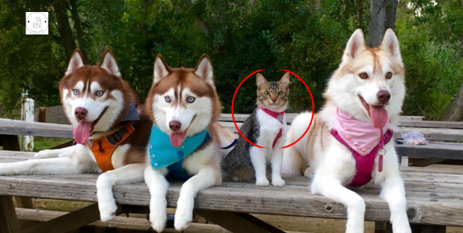 Read more about the article Raised as a husky, this cat now sees himself as a big, brave dog.