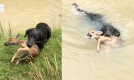 A puppy uses his nose to rescue a deer from drowning in a river.