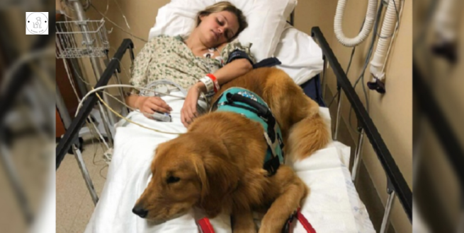 Read more about the article Unwavering loyalty: A dog’s affection and commitment to helping a pal who is ill