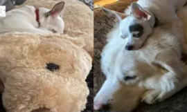 A little dog mourning the loss of his best friend cuddles up to a toy that resembles him.