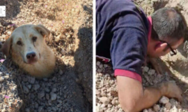 Finding the dog buried up to her neck the rescuer then realizes that she is not alone