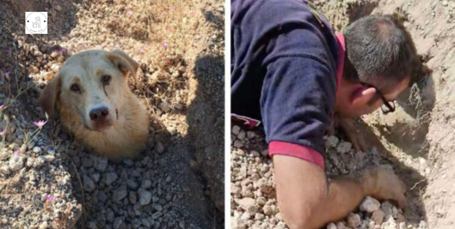 Read more about the article Finding the dog buried up to her neck the rescuer then realizes that she is not alone