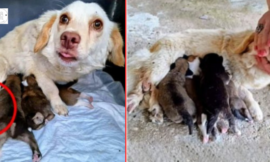 On a chilly concrete floor, a courageous mother dog with a broken leg gives birth to four puppies.