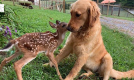 Unsure Golden Retriever makes a viral video with a young fawn.