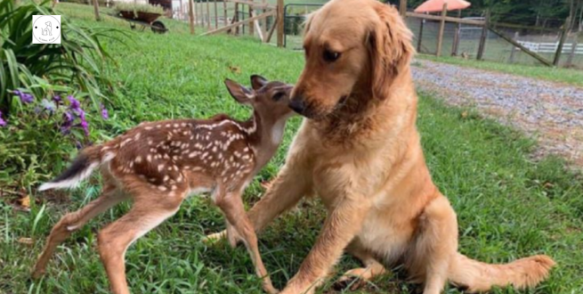 Read more about the article Unsure Golden Retriever makes a viral video with a young fawn.