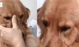 After five years without seeing its previous owner, the Golden Retriever recognized him and couldn’t stop weeping.