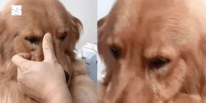 Read more about the article After five years without seeing its previous owner, the Golden Retriever recognized him and couldn’t stop weeping.