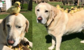 ‘Dad’ Dog Finds Lost Orphaned Ducklings