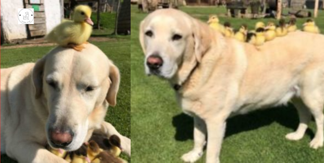 Read more about the article ‘Dad’ Dog Finds Lost Orphaned Ducklings