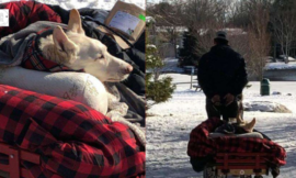 Man takes his paralyzed dog to a covered van every day so he can still enjoy the outside world