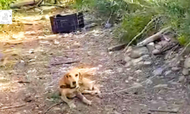 Dog Found Alone on Three Legs Found Abandoned