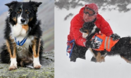 Mountain Dog earns recognition for almost 200 rescues in 11 years of service.