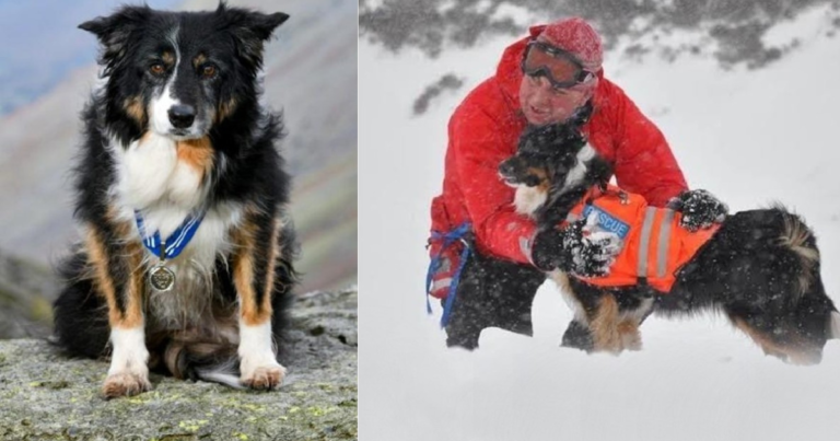 Read more about the article Mountain Dog earns recognition for almost 200 rescues in 11 years of service.