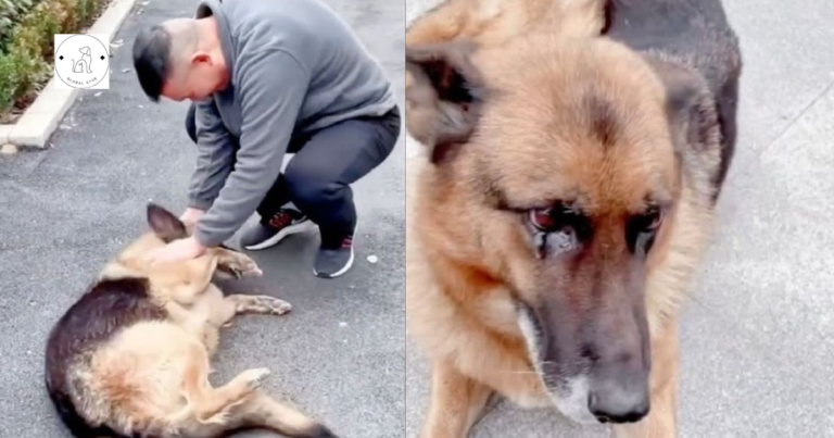 Read more about the article When a retired police dog reunites with his old handler, he cries tears of delight, demonstrating profound emotional connection and contentment.
