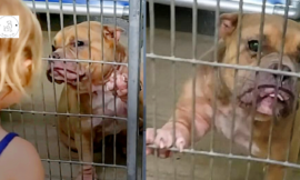 A young girl visits a shelter and adopts a sick, shy pit bull that just wants to be loved.