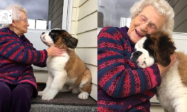 A Special Puppy decided to befriend a lonely widow.