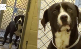 Death Row Dog ‘Freaks Out’ When He Discovers He’s Being Adopted by a New and Loving Family