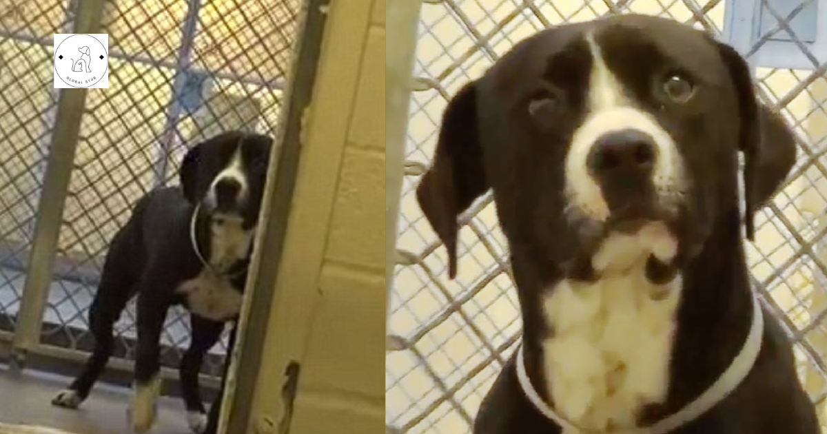 Death Row Dog ‘Freaks Out’ When He Discovers He’s Being Adopted by a New and Loving Family