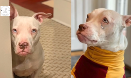 A rehomed deaf dog is certain she will return to the shelter.