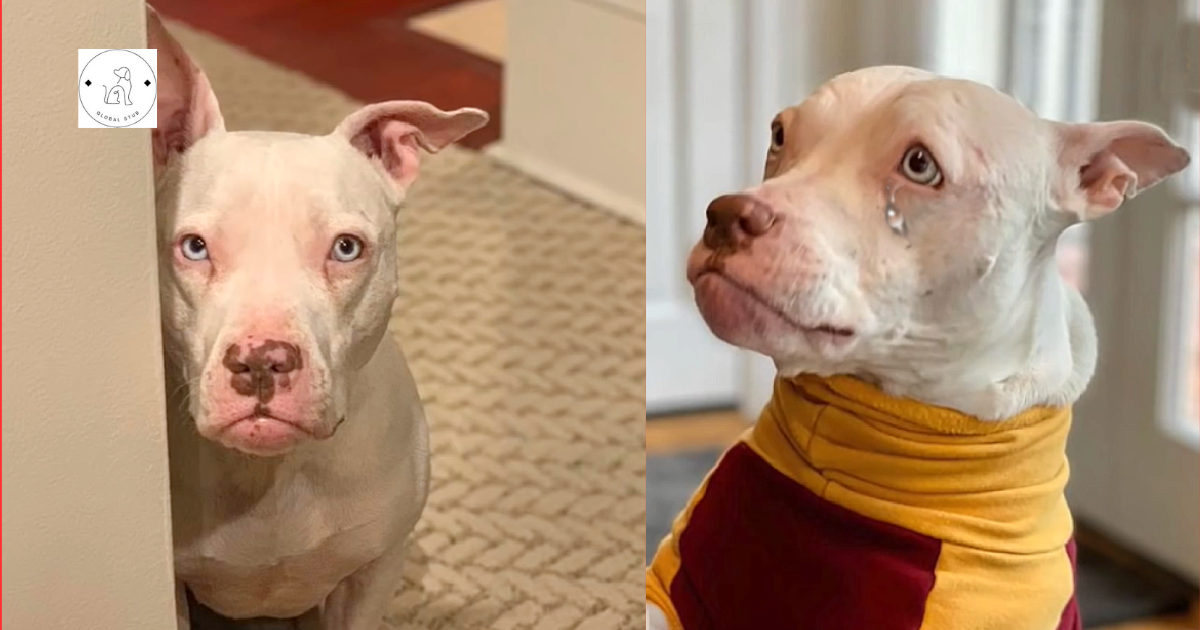 A rehomed deaf dog is certain she will return to the shelter.