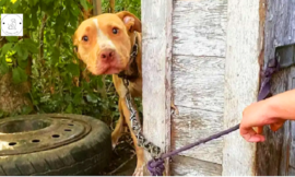 Abandoned Dog Discovered Chained in Backyard Can’t Believe He’s Being Rescued