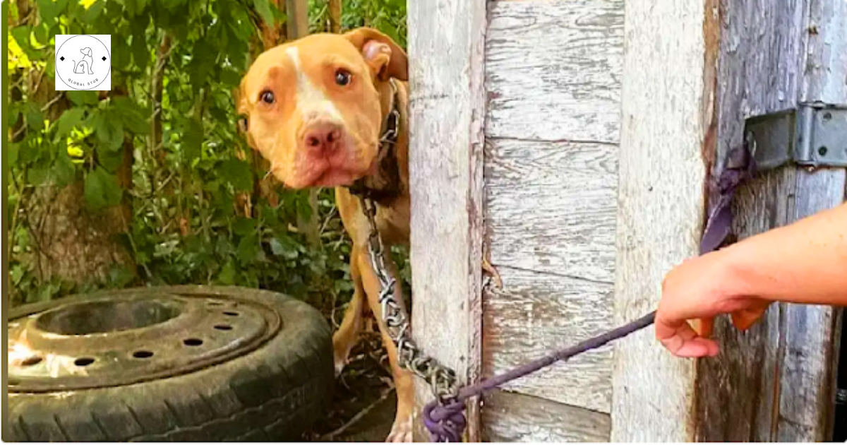 Abandoned Dog Discovered Chained in Backyard Can’t Believe He’s Being Rescued
