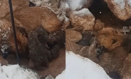 In The Cold Snow, She Gave Birth To 10 Puppies, Tries To Raise Them, And Waits For Someone To Help