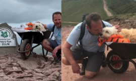 One last time, a man wheelbarrows his dying dog up his favorite mountain!
