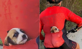 A cyclist takes a puppy he finds on the road home with him in his pocket.