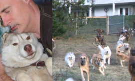 Man Constructs a 4-Acre Enclosure For His 45 Rescued Dogs So They Can Run Free