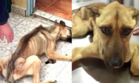 Because it has been starving and thirsty for a long time, the stray dog is only skin and bones and unable to walk.